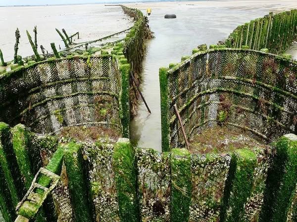Stonefishweirs's tweet image. Image of a large "V" #fishweir at Hauteville-sur-Mer, it is the fishery, an age-old wooden fishing structure. #Hauteville-sur-Mer is a commune in the #Manche department in #Normandy in north-western #France. 1/5
#oceansculturalheritage #oceanpast