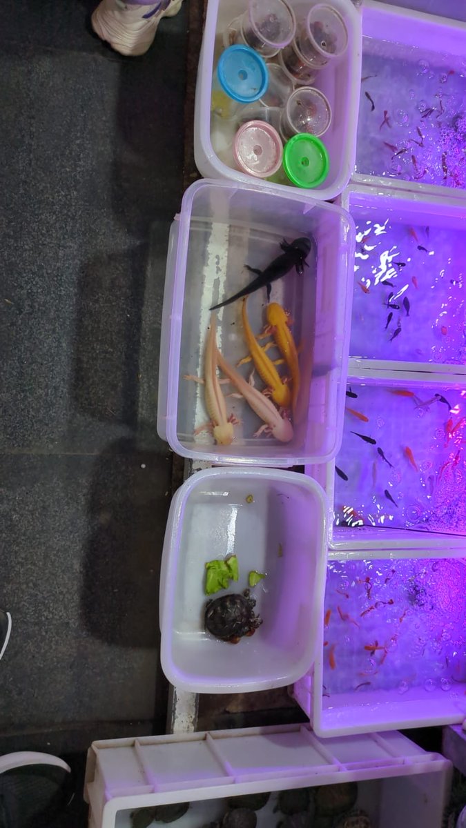 ⁦<a href="/MEP_Excellence/">Mandarin Excellence Programme</a>⁩