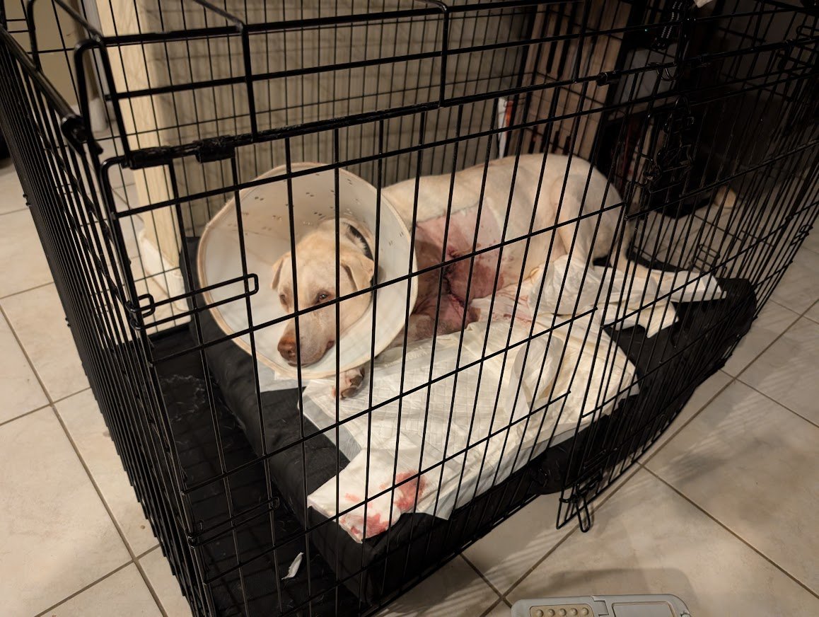 Update: He's now in the crate in the living room instead of being in the bathroom. 

My wife got home from work a few hours ago to attend to him, give him his meds, change the bedding, etc., and he tried getting up and running out of the bathroom like a lunatic.😂

He's in the