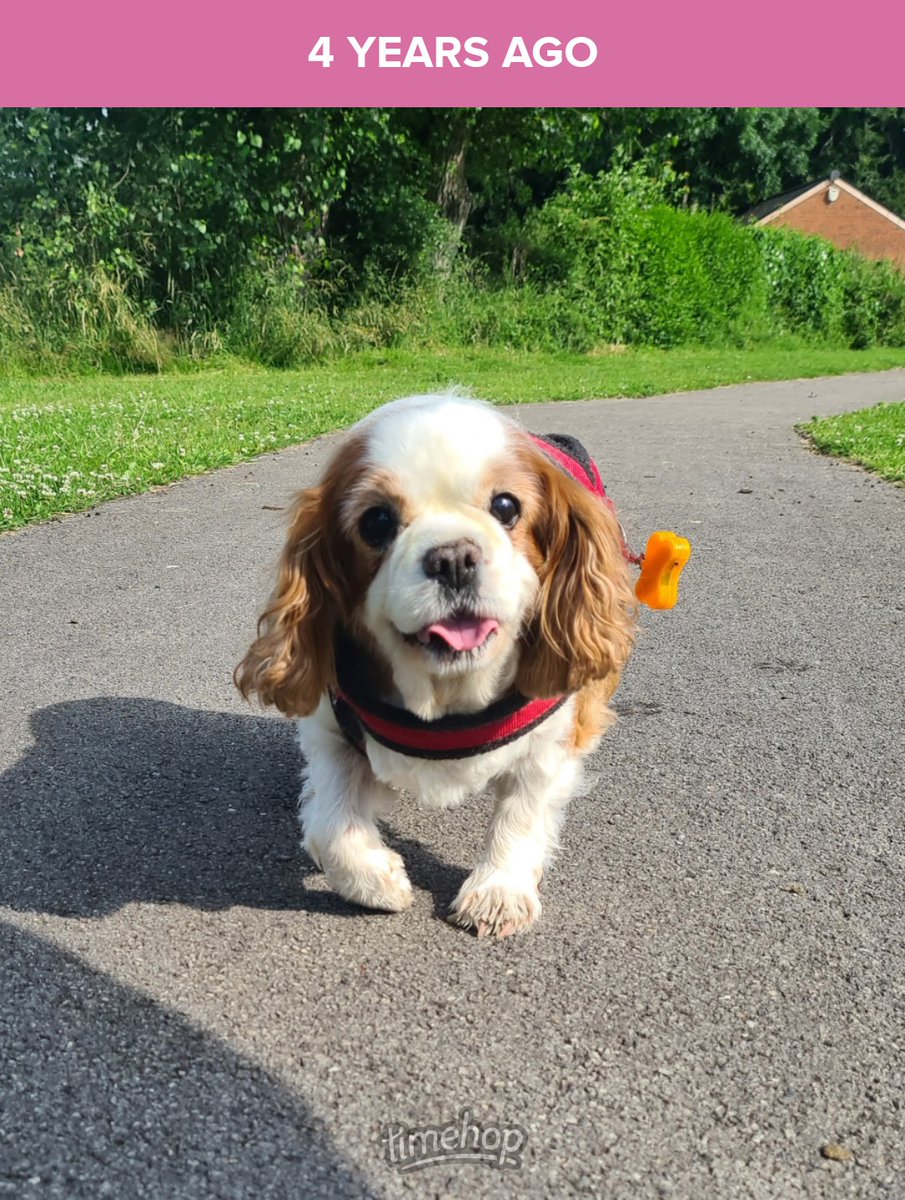 runawaygirl248's tweet image. Still amongst one of my favourite photos of Milly π She was a happy little dog with the deepest and most soulful brown eyes β€οΈ
Miss her lots xx
#cavpack #memories #rainbowbridge