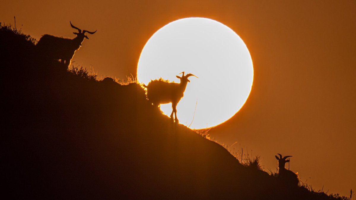 Puesta de sol en Llanes (Asturias)

<a href="/ElTiempo_tve/">El Tiempo en TVE</a> <a href="/AEMET_Esp/">AEMET</a> <a href="/ElTiempoA3/">El Tiempo de Antena 3</a> <a href="/A3Noticias/">Antena 3 Noticias</a> <a href="/informativost5/">Informativos Telecinco</a> @ElTiempoT5 @laSextaNoticias <a href="/MeteOrihuela/">MeteOrihuela</a> <a href="/tiempobrasero/">Tutiempo</a> @meteoAsturias #ElTiempo #asturias #FotoMeteo