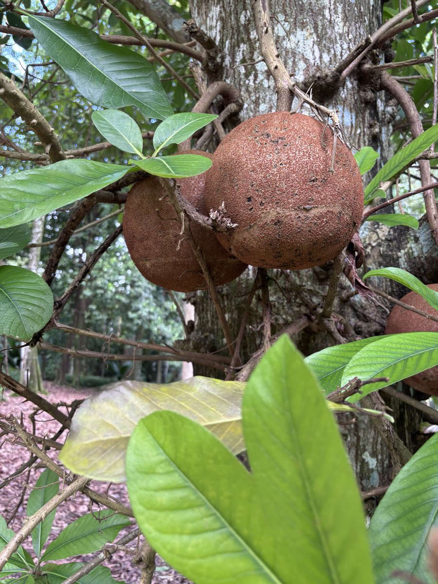 National Parks Board (@nparksbuzz) on Twitter photo Don’t get caught under this tree — the Cannon Ball Tree lives up to its name! 💥 Its thick-shelled fruits crash to earth with explosive force when ripe, splitting open on impact. Native to the tropics, its fragrant flowers attract carpenter bees and bats too.
📷: <a href="/timutteridge/">Dr Timothy Utteridge</a> Don’t get caught under this tree — the Cannon Ball Tree lives up to its name! 💥 Its thick-shelled fruits crash to earth with explosive force when ripe, splitting open on impact. Native to the tropics, its fragrant flowers attract carpenter bees and bats too.
📷: <a href="/timutteridge/">Dr Timothy Utteridge</a>