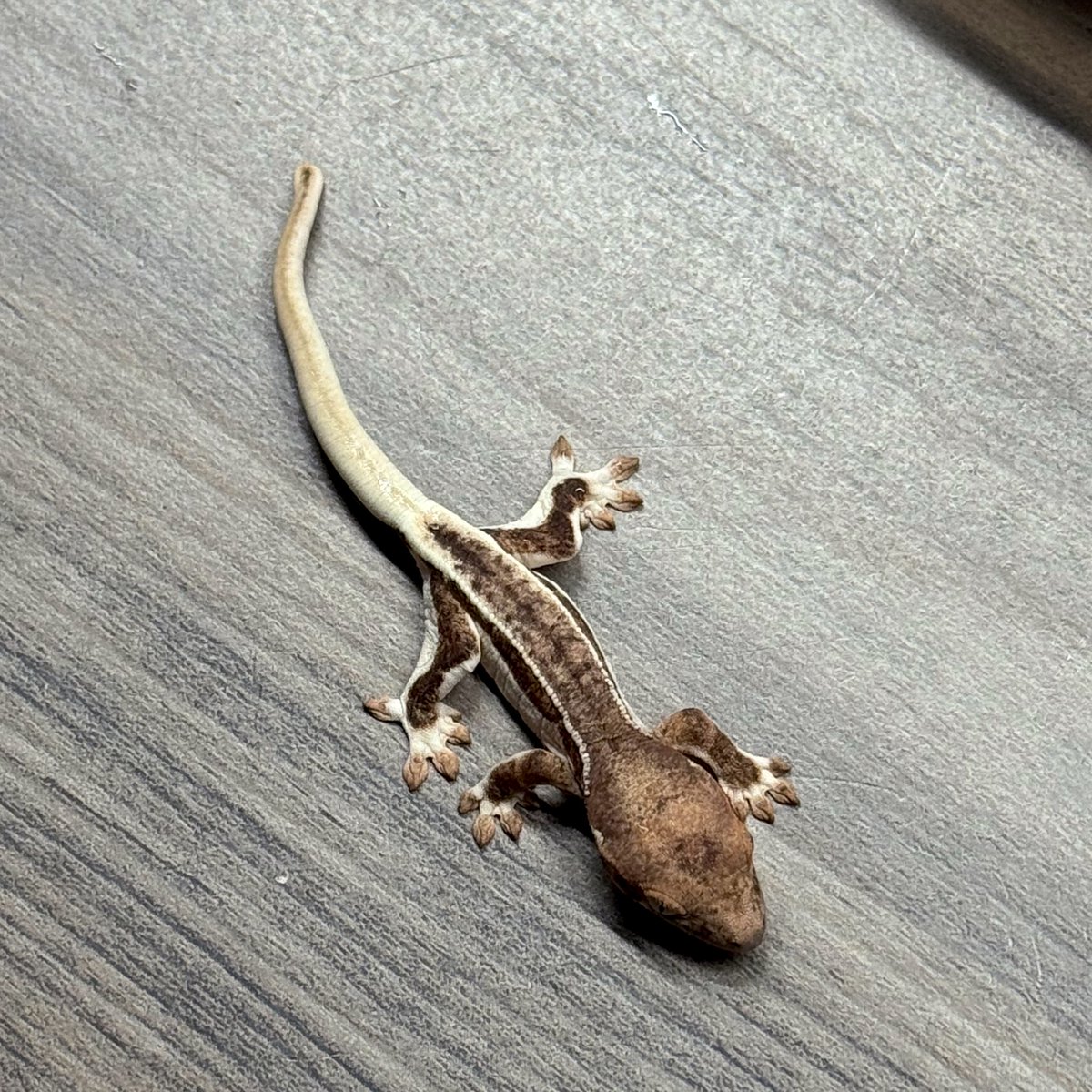RadEye_reptiles's tweet image. これは…‼︎
美しい🤩
#crestedgecko