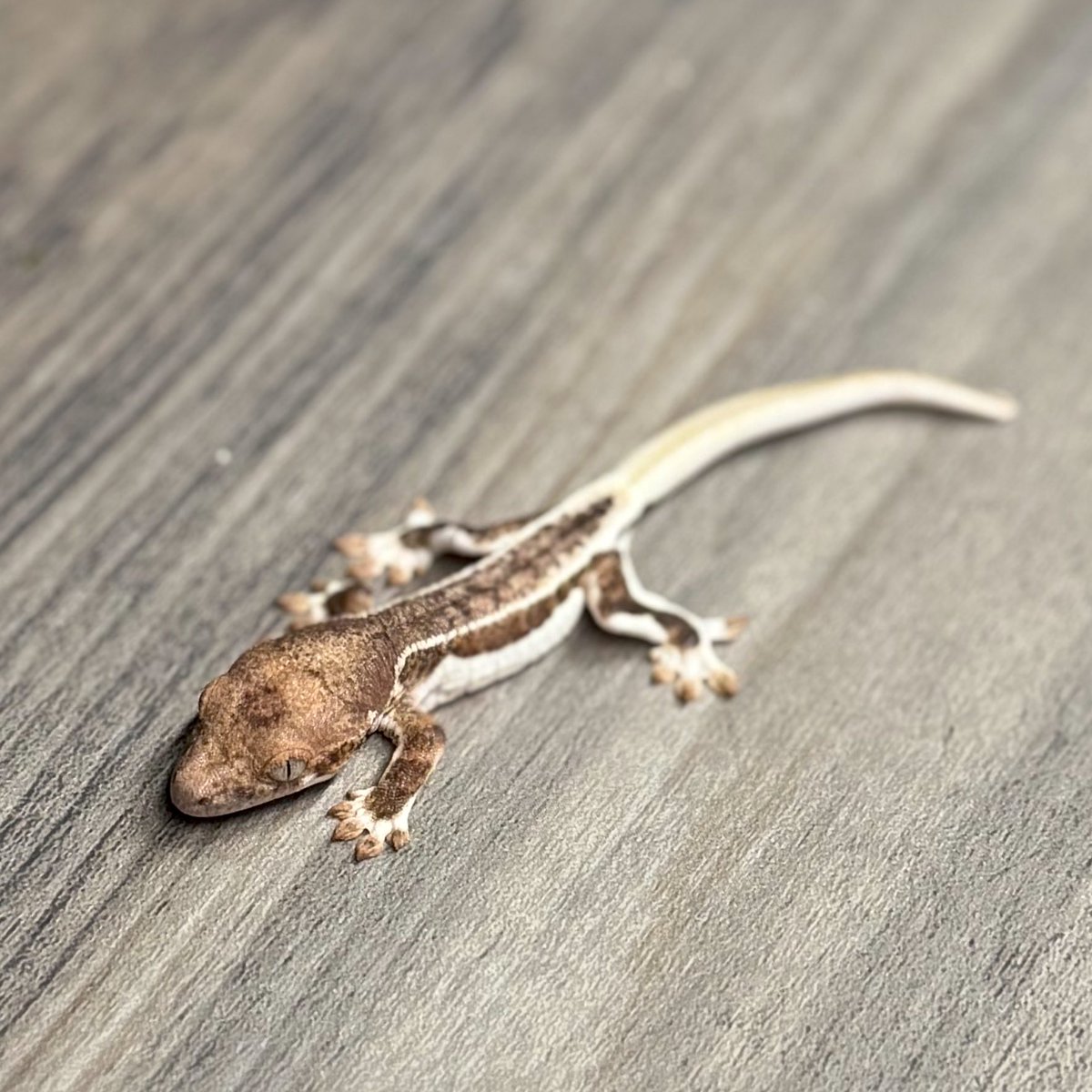 RadEye_reptiles's tweet image. これは…‼︎
美しい🤩
#crestedgecko