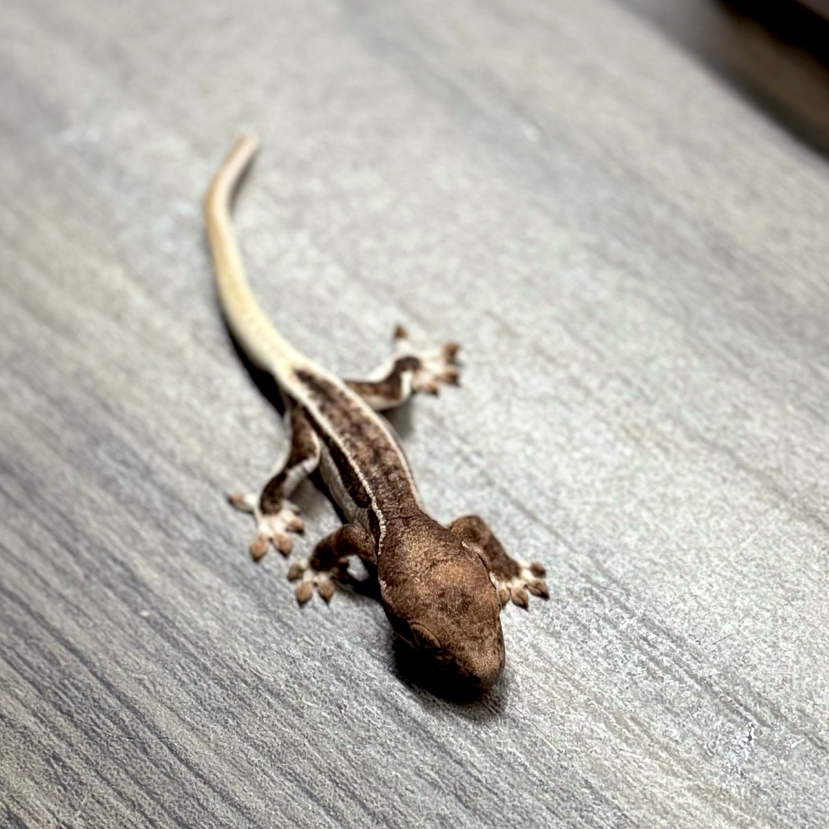 RadEye_reptiles's tweet image. これは…‼︎
美しい🤩
#crestedgecko
