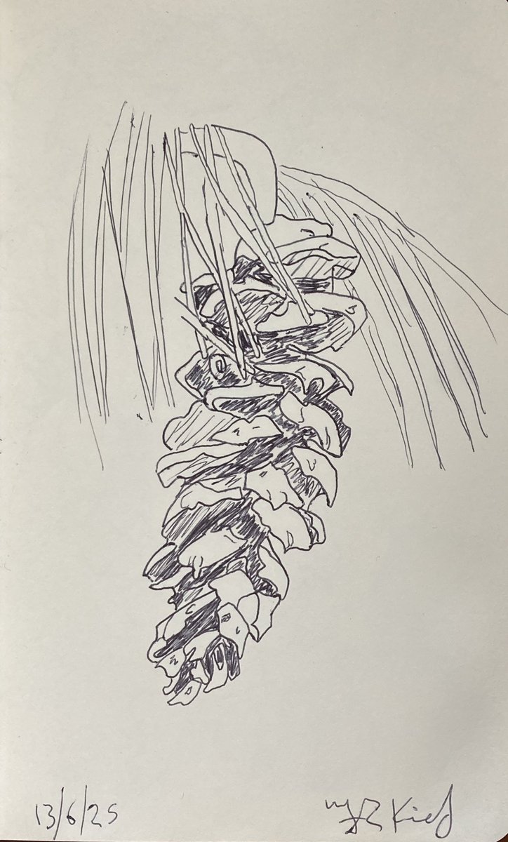 Today’s #sketch from 13/6/25 of #Nature #ballpoint #Pen #Drawing 21.5 x 13.5 cms  on paper

More sketches
instagram.com/frankkiely/