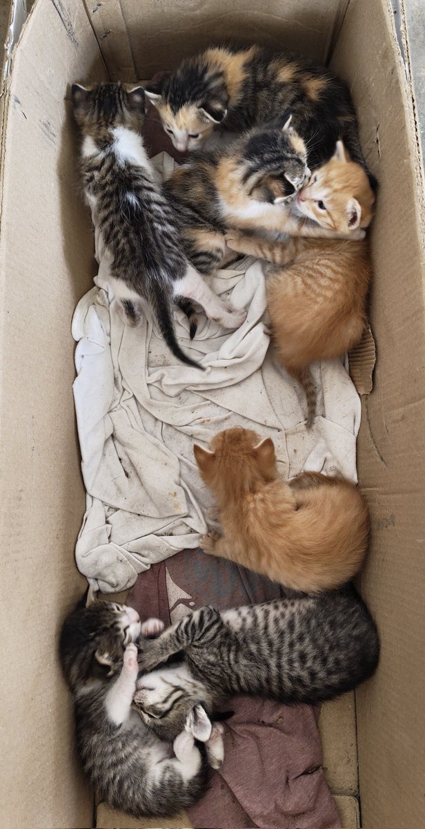 Our society has become the spot for all stray cats to give birth and I'm not complaining

Anyway, 7 kittens would be up for adoption soon. If you'd like to adopt one, please let me know