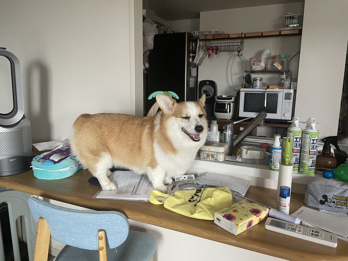 syokupancorgi24's tweet image. カウンターの上におやつがあるはず❗️
と思ってクンクン鳴いて壁をゴリガリして訴えてきたから乗せたった😡何もないっていってるだろ😡
散らかってるだけだ!!←