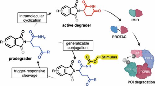 Design and Application of Cereblon-Recruiting Prodegraders

Reference
pubs.acs.org/doi/10.1021/ja…

<a href="/J_A_C_S/">J. Am. Chem. Soc.</a> <a href="/isciverse/">Top Science</a> #Chemistry #chemed #scicomm #news #Technology #Tech #TIC2025 #research #science #AcademicTwitter