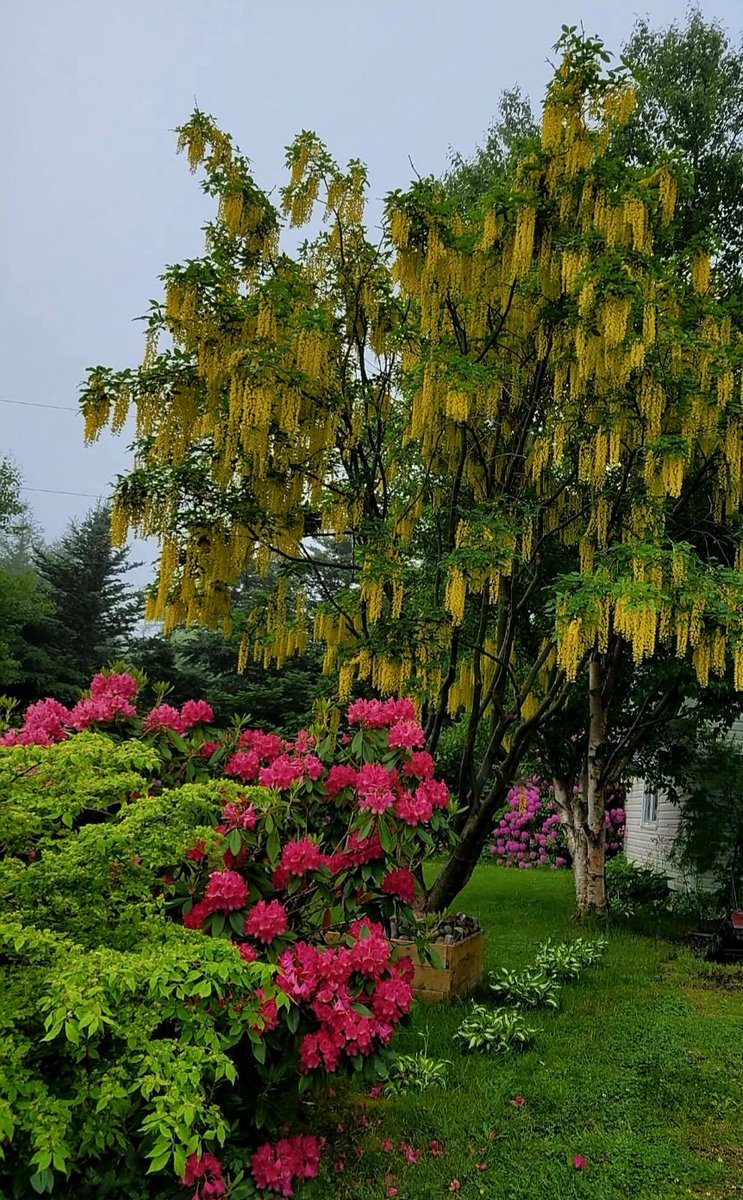 Tranquillives's tweet image. The Golden Chain tree looks so nice this year.
Thankful.