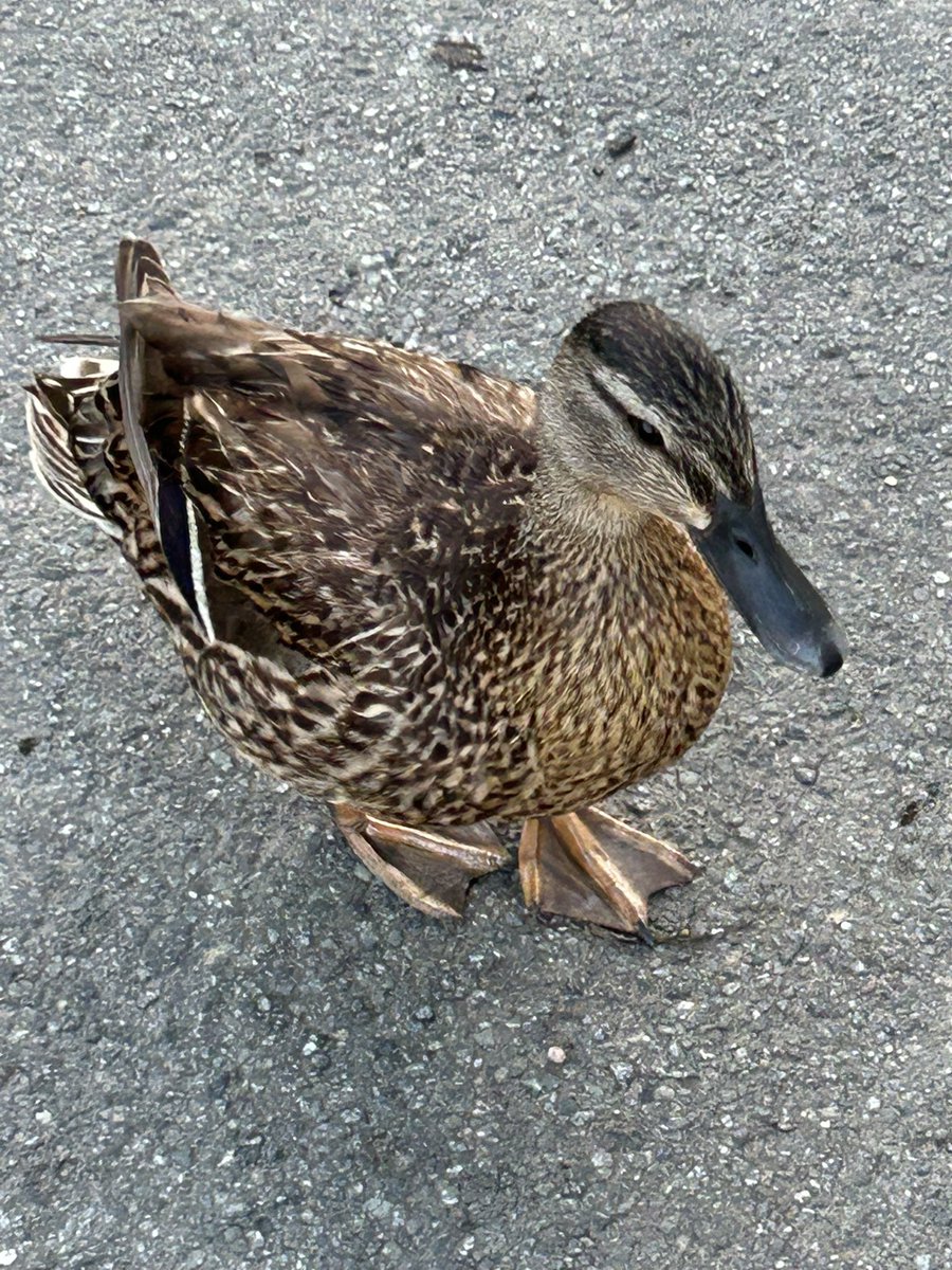 grumpy_ba_stard's tweet image. Here’s a picture of a duck, you’re welcome