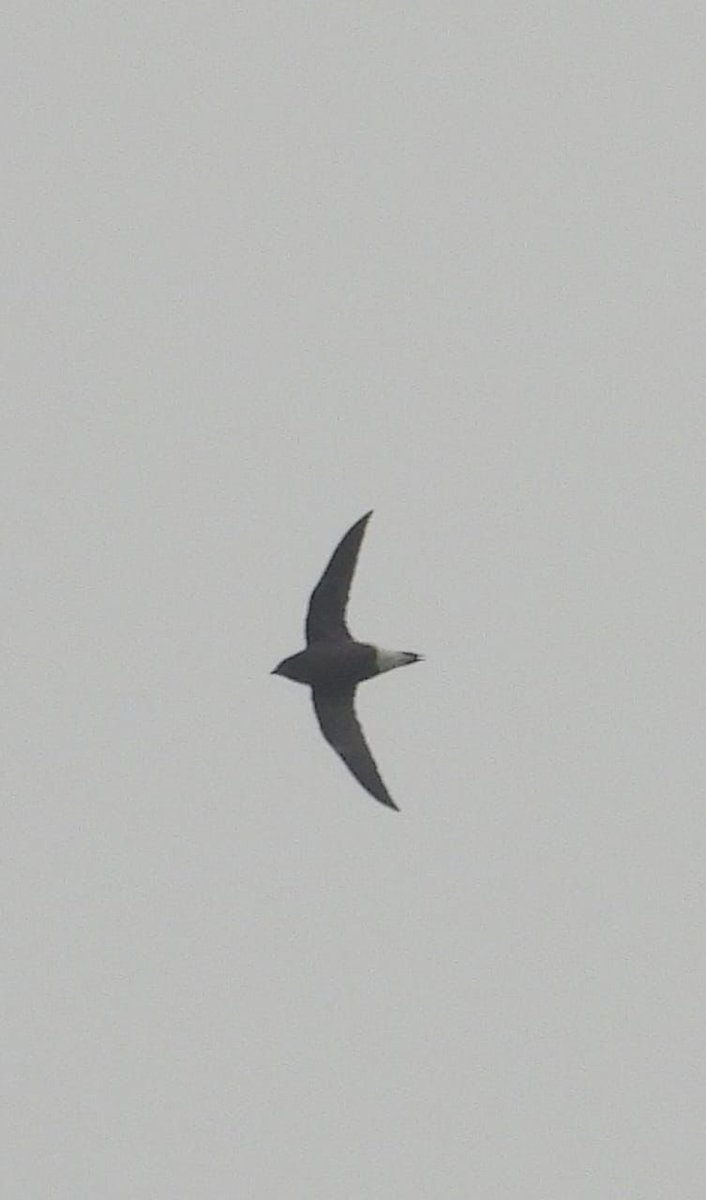 akshay_journo's tweet image. Rare sighting of Brown backed needletail
📍Dodamarg, Sindhudurg
PC. Makarand Naik
@ranjeetnature @TamhiniGhat @birdcountindia