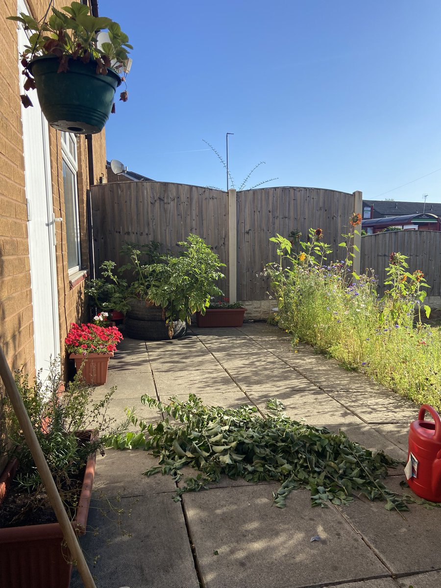 Its_GeorgeJames's tweet photo. In the garden, sitting.

Excuse the leaves, I’m letting them dry out. https://t.co/ftVkiPaAKn