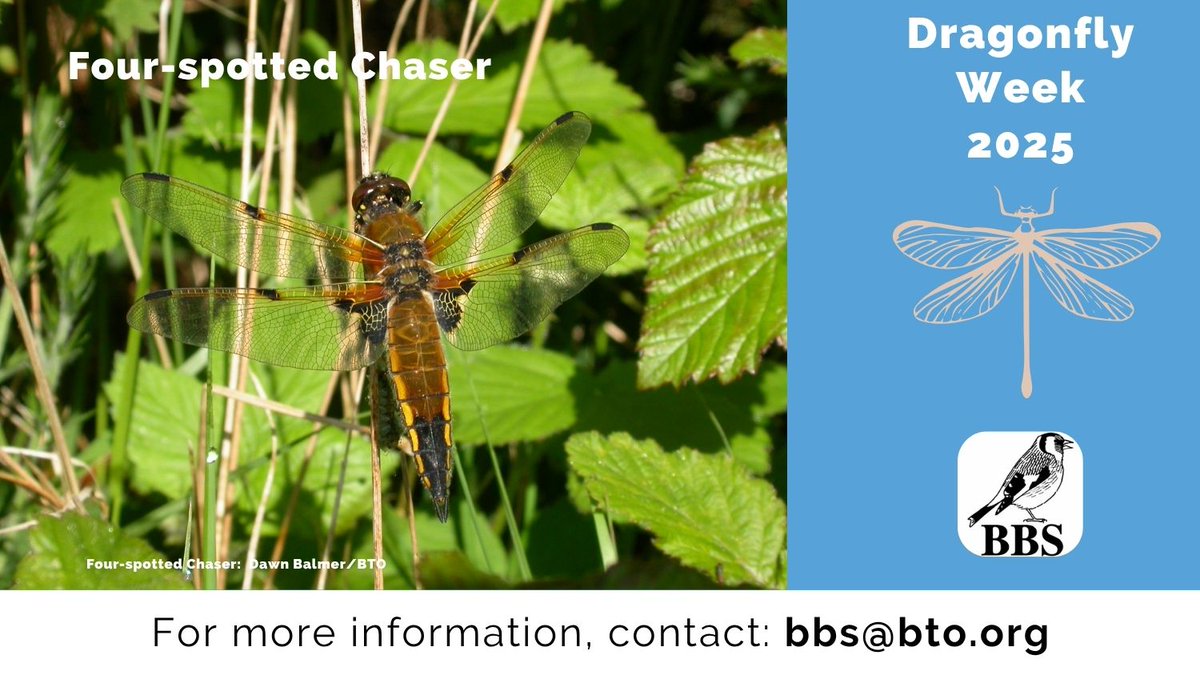 BBS_birds's tweet image. Our final #DragonflyWeek species focus is Four-Spotted Chaser: british-dragonflies.org.uk/species/four-s… Look out for it whilst you take part in the Wider Countryside Butterfly Survey on your BBS square! @_BTO @JNCC_UK @RSPBScience @BDSdragonflies #DragonflyWeek