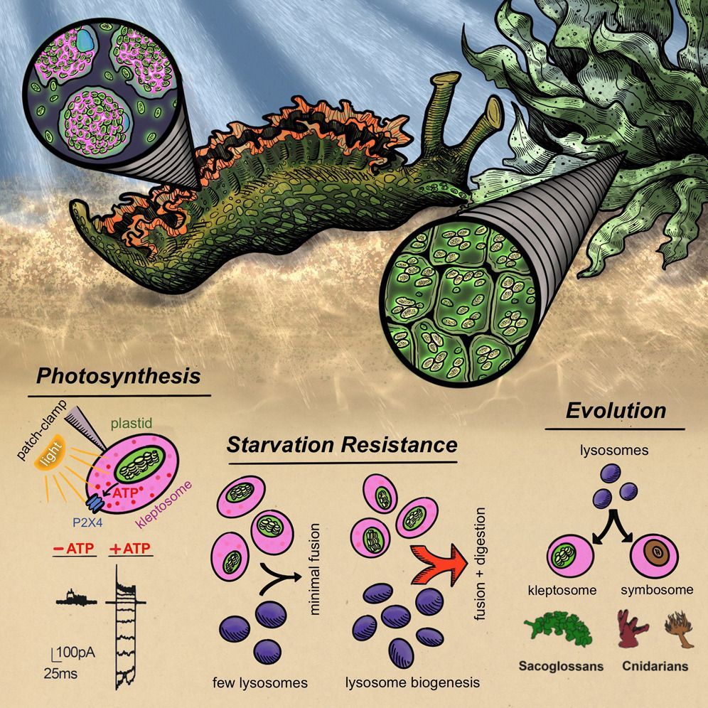 fonamental's tweet image. A host organelle integrates stolen chloroplasts for animal photosynthesis #symbiosis sciencedirect.com/science/articl…