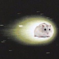 Tweets Of Hamster (@tweetsofhamster) on Twitter photo 