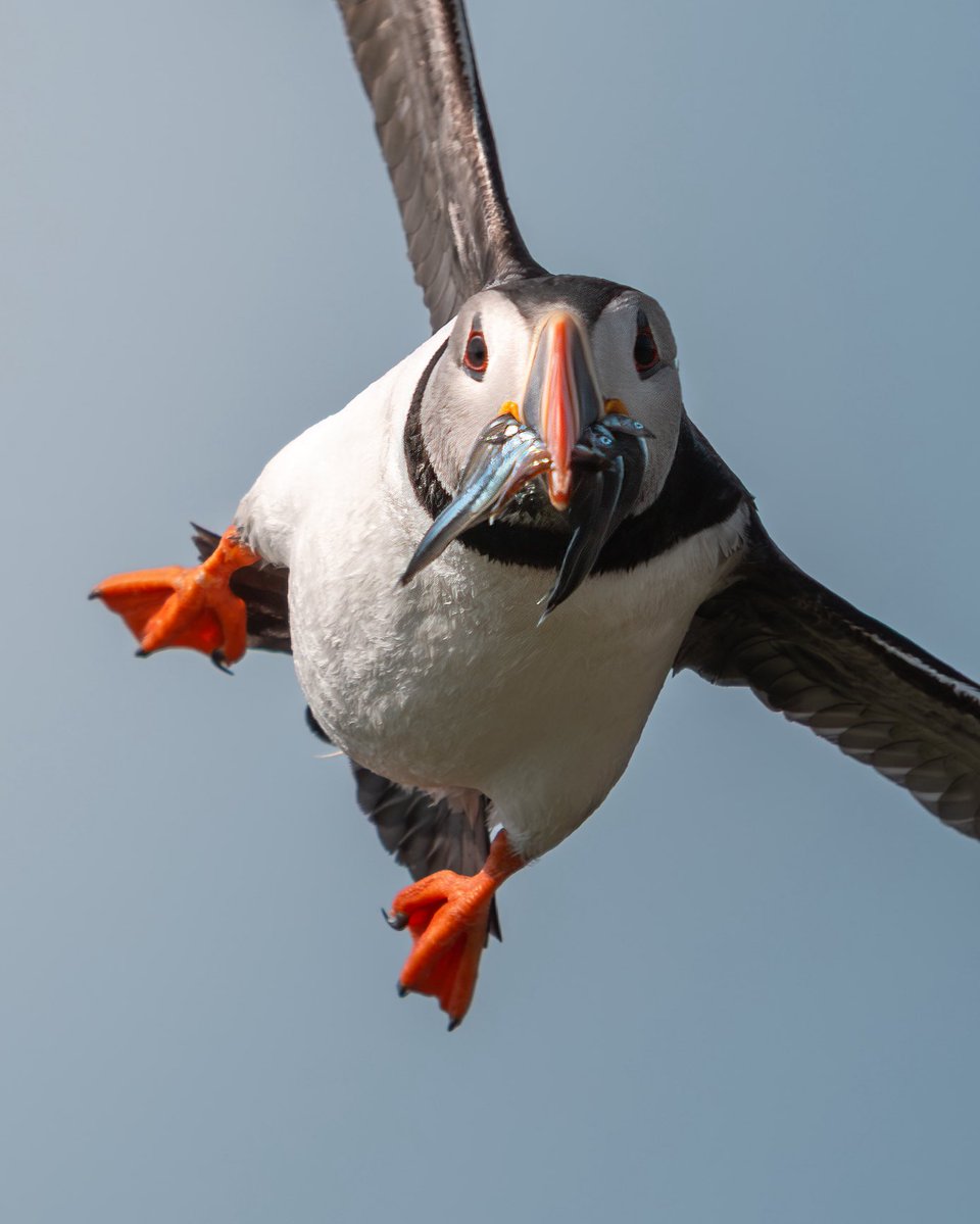 It's sunny... it's #FlyDay... and we got you a Puffin!

📷 <a href="/Paul__Browning_/">Paul Browning Photography</a>