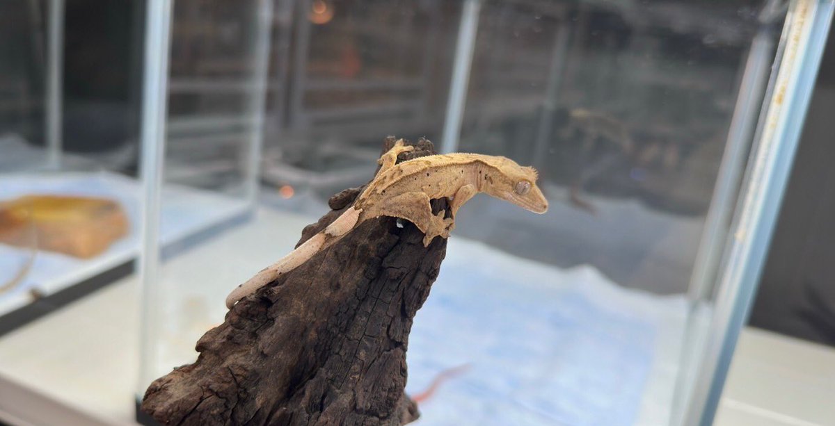 reptilespro04's tweet photo. 徳島店の店舗での営業は本日を含めて残り３日となりました！
沢山のお迎えをして頂いた為、急遽ストック用の生体をお求めやすい価格にて販売しております！
この機会に是非お迎えしてみては如何でしょうか？

#爬虫類　#爬虫類専門店 #れぷたいるずプロ #徳島県 https://t.co/bACgJL9XaI