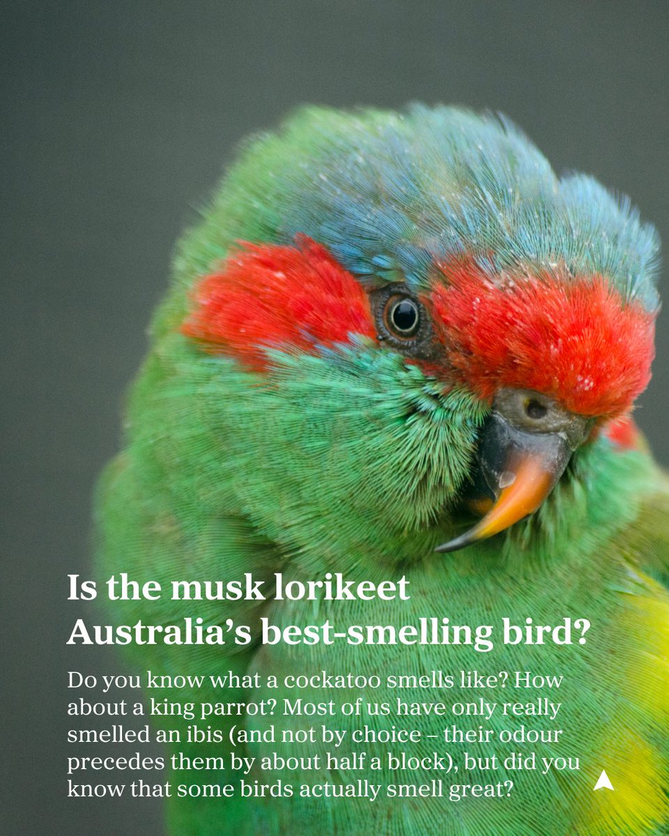 Meet: the musk lorikeet (or Glossopsitta concinna). Slightly smaller than a rainbow lorikeet, this species has made a name for itself among collectors and enthusiasts for its distinctive scent. 👃✨

Full article below! 👇
f.mtr.cool/ouddinaisn

✍️ Bec Crew