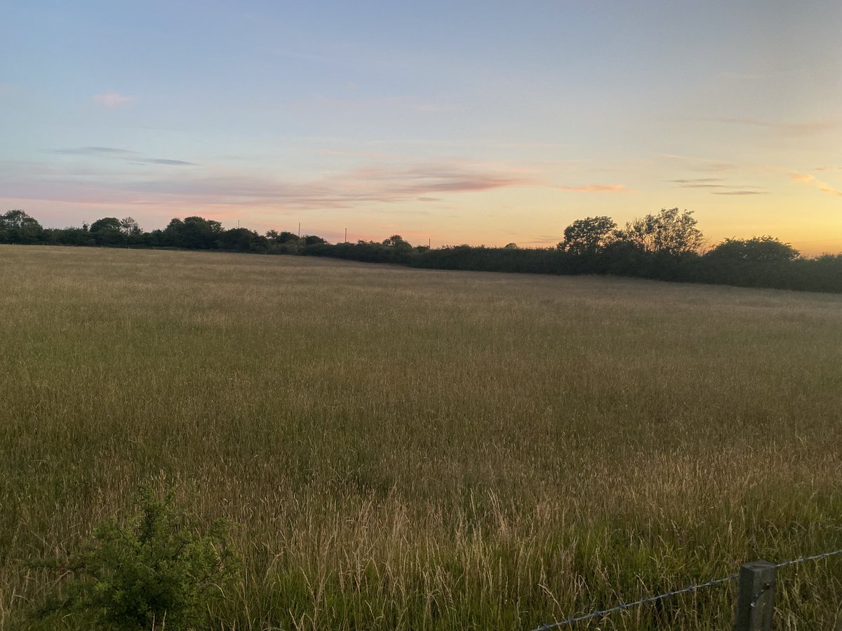 WhitleyBirder's tweet image. After a number of fruitless searches so far this summer, I was delighted to finally find a singing Quail locally last night!