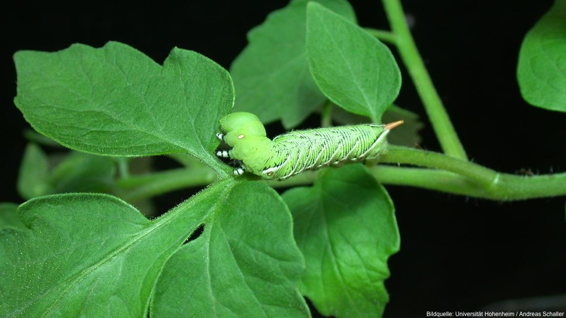 Pflanzenhormon steuert Abwehr von Fraßfeinden🐛

Forschende der Universität Hohenheim haben im Pflanzenhormon ein Enzym aufgespürt, das den Abwehrmechanismus bei Tomatenpflanzen gegen Fressfeinde gezielt steuert.

ℹ️ Mehr Informationen hier:
biooekonomie.de/nachrichten/ne…

#Bioökonomie