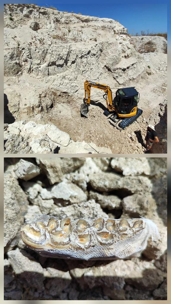ManuelSalesa's tweet image. Last day of excavation at #CerroBatallones ⛏️💪🏼 we started cleaning up the sediments to see if we have reached the bottom of the trap, and instead we found mandibles, skulls and long bones of horses, rhinos and giraffes 🦓🦏🦒 cool!! #palaeontology #Miocene #Fossilfriday