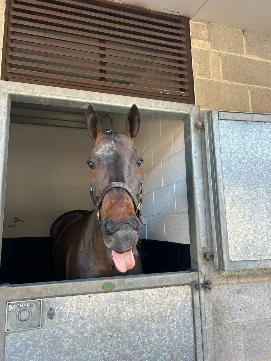 HickyParmarRace's tweet image. FOXLIGHT 🦊 💡
The first winner in the #HickyParmarRacing silks. Winning 2/3 starts for us. ❤️
Best of luck to new connections with him, and we can’t wait to follow his future 🇮🇹
Stay safe boy! 🍀