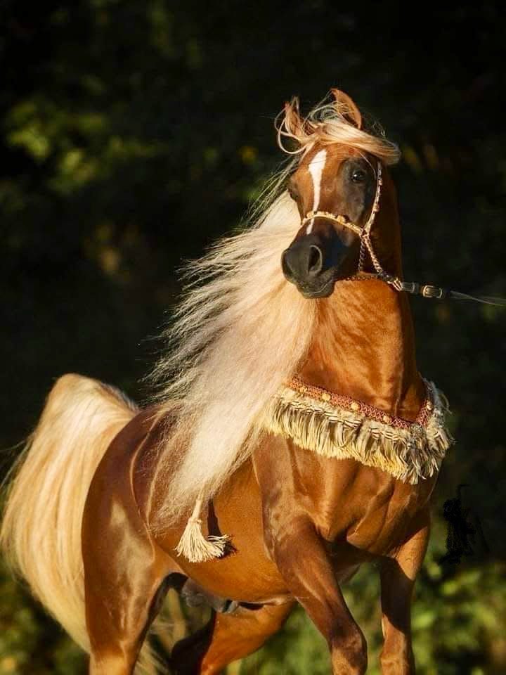 👑 🇪🇬 Egyptian king 🇪🇬 👑 (@glizjgdvzmvpfcb) on Twitter photo 