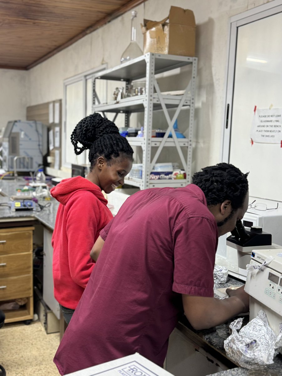 geneticallyours's tweet image. Mornings are for confirming GR24-induced Striga germination for plant-parasite interactions studies in #sorghum, #fingermillet and #rice. Next, #CRISPR .