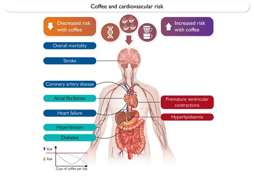 EHJ Editor-in-Chief (@ehj_ed) on Twitter photo Coffee: which true inpact on cardiovascular health? New state of the art review provides a comprehensive overview over available data.
doi.org/10.1093/eurhea…
#coffee #CAD #cardiotwitter, <a href="/ESC_Journals/">European Society of Cardiology Journals</a>, <a href="/escardio/">European Society of Cardiology</a> Coffee: which true inpact on cardiovascular health? New state of the art review provides a comprehensive overview over available data.
doi.org/10.1093/eurhea…
#coffee #CAD #cardiotwitter, <a href="/ESC_Journals/">European Society of Cardiology Journals</a>, <a href="/escardio/">European Society of Cardiology</a>