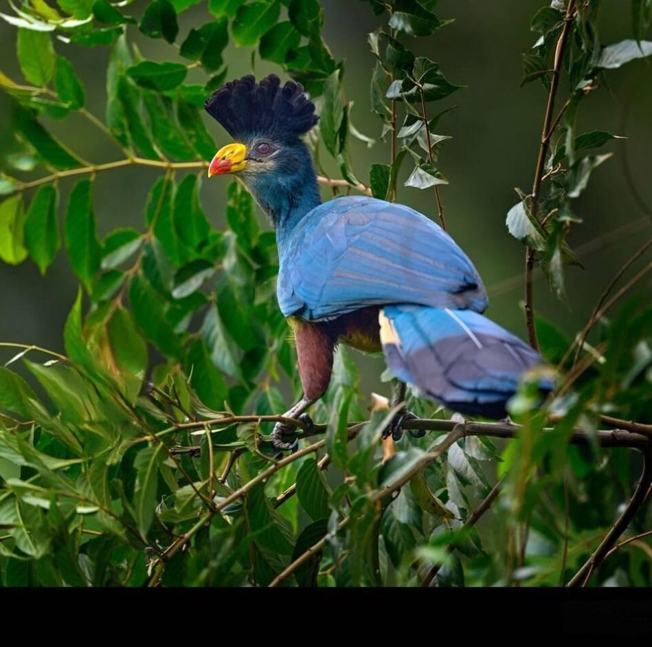 Discover 350+ bird species in Bwindi! The Munyaga River Trail is perfect for spotting rarities like the Great Blue Turaco. Check out bwindiforestnationalparkuganda.com/bird-watching-… and plan your trip today!  #bwindiimpenetrablepark
#bwindinationalpark
#bwindipark