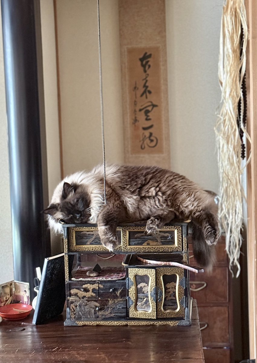 yasuda_junji's tweet image. 鎮座