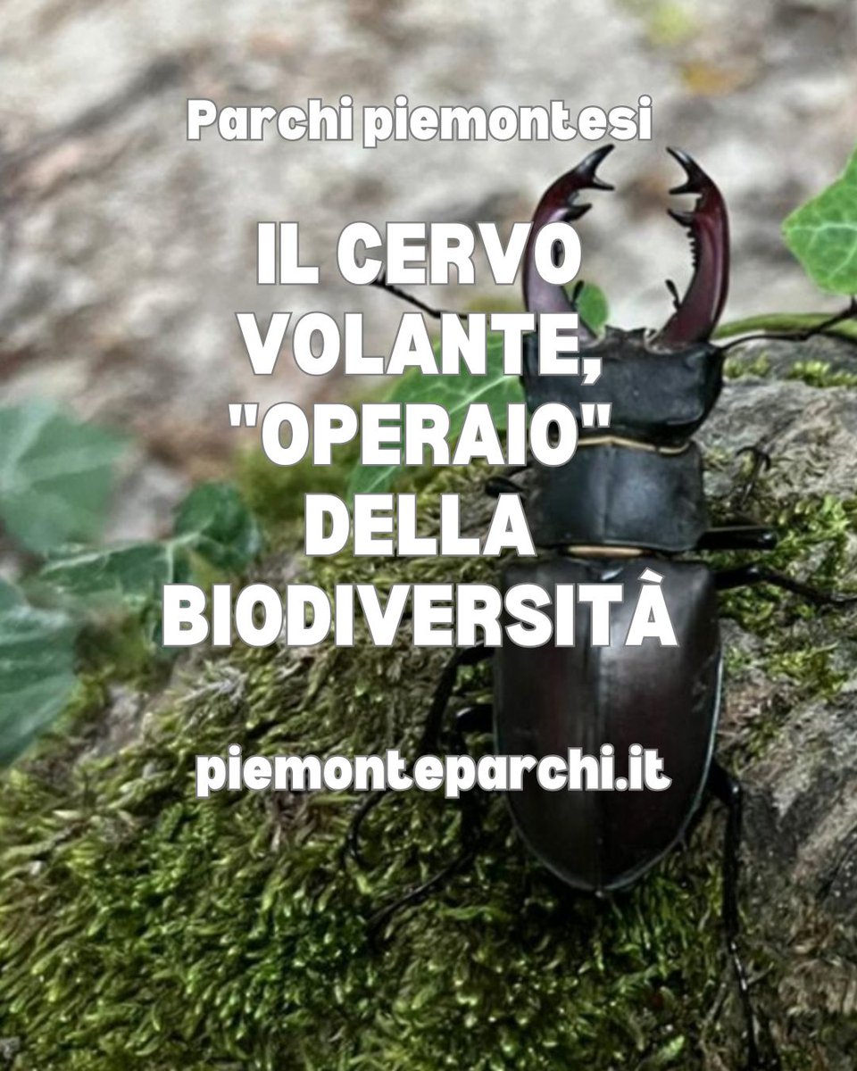 🌱I Guardiaparco delle Aree protette del Po piemontese sono impegnati nell'attività di monitoraggio del cervo volante.

🐜Esso è il più grande coleottero europeo, specializzato nel nutrirsi di sostanza organica degradata. piemonteparchi.it  

#parchidavivere
