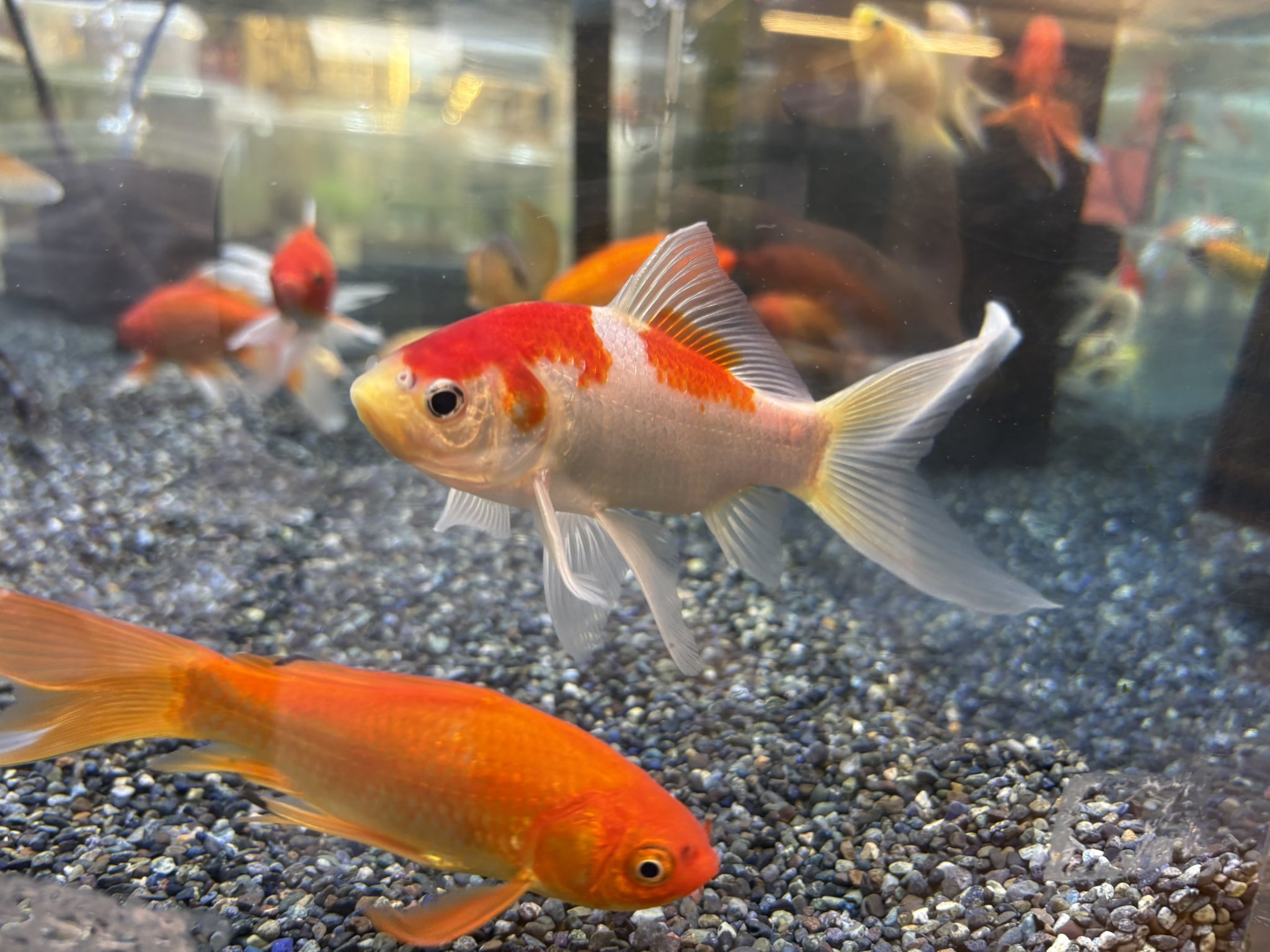 新鮮な小梅 約９キロ Amazon.co.jp: ジェックス GEX 金魚元気 プロバイオパワーフード