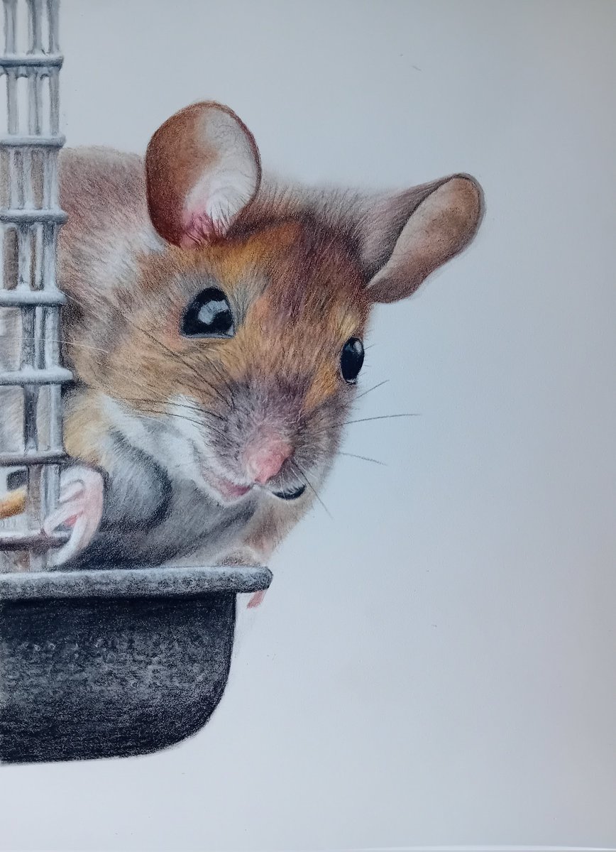 pamadamsart's tweet image. "The Unexpected Guest"
Coloured pencil on pastelmat paper
#fabercastell #polychromos #colouredpencilart #wildlifeart #animaldrawing