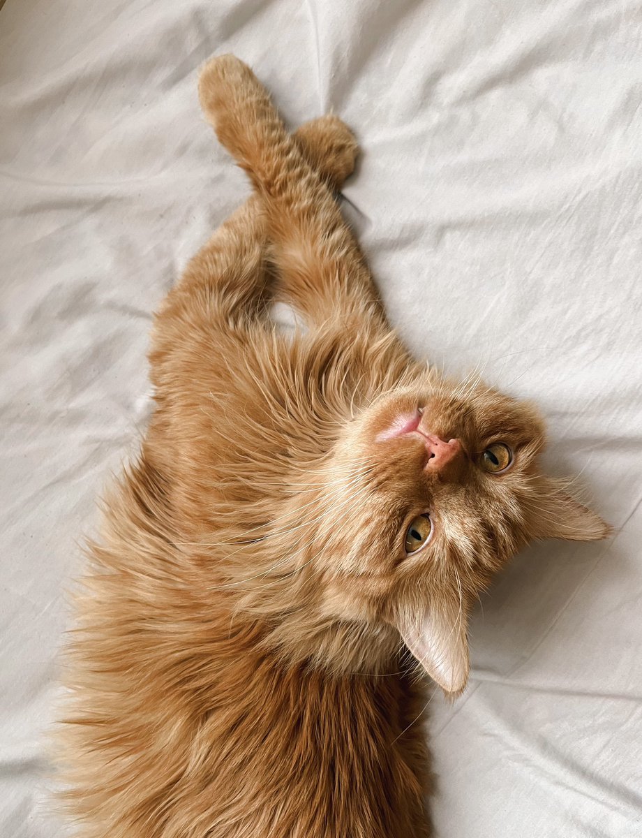 GM GM🔆🍊🐱
Happy Friday 😊