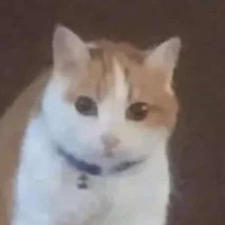 ➽– ORION –➤ tweet media