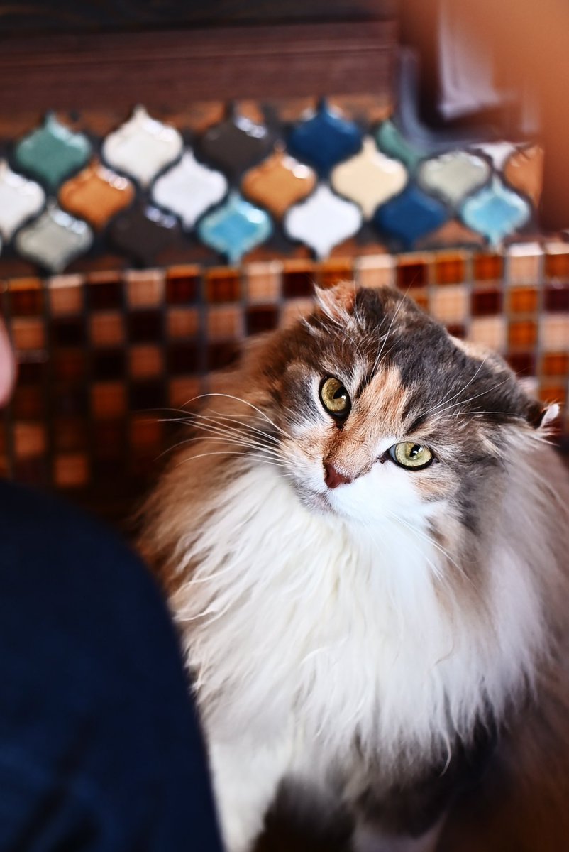 cameraotoko83's tweet image. 推しキャット🐈その①

#常にチュールを狙う熱い眼差し