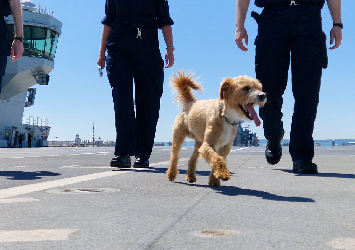 HMSQNLZ's tweet image. Flight safety is everybody's business!
Scrumpy joins the team on the flight deck for a FOD plod in the Portsmouth sunshine.