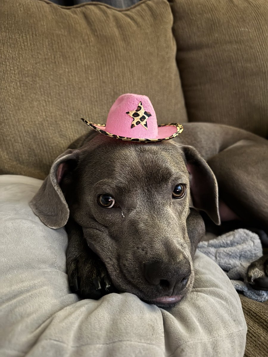 Megz_5021's tweet photo. @haiIeyhalstead Here a picture of my boy dressed as a cowboy https://t.co/c4k3oZu1EA