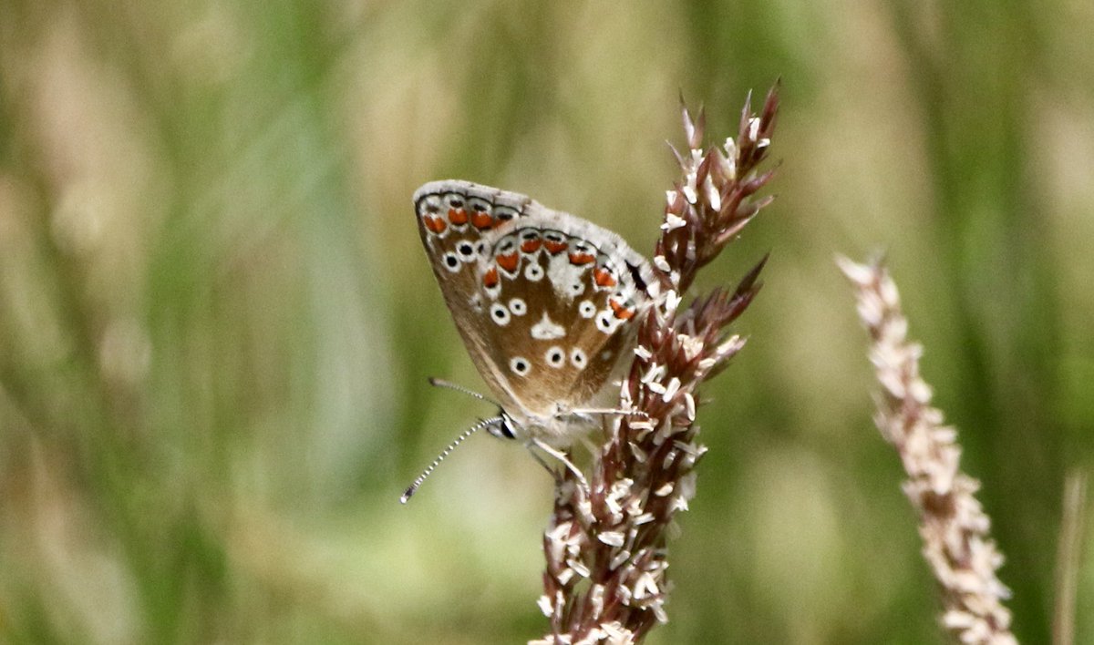 marcbuzzard's tweet image. 12 species of Butterfly came to a small stretch of Buddleja on the Great Orme yesterday. Several Grayling, Dark Green Fritillary and Brown Argus amongst the throngs of Common + Sikver Studded Blues, Gatekeepers, Red Admirals etc. Also some superb Humingbird Hawkmoths present☺️👍