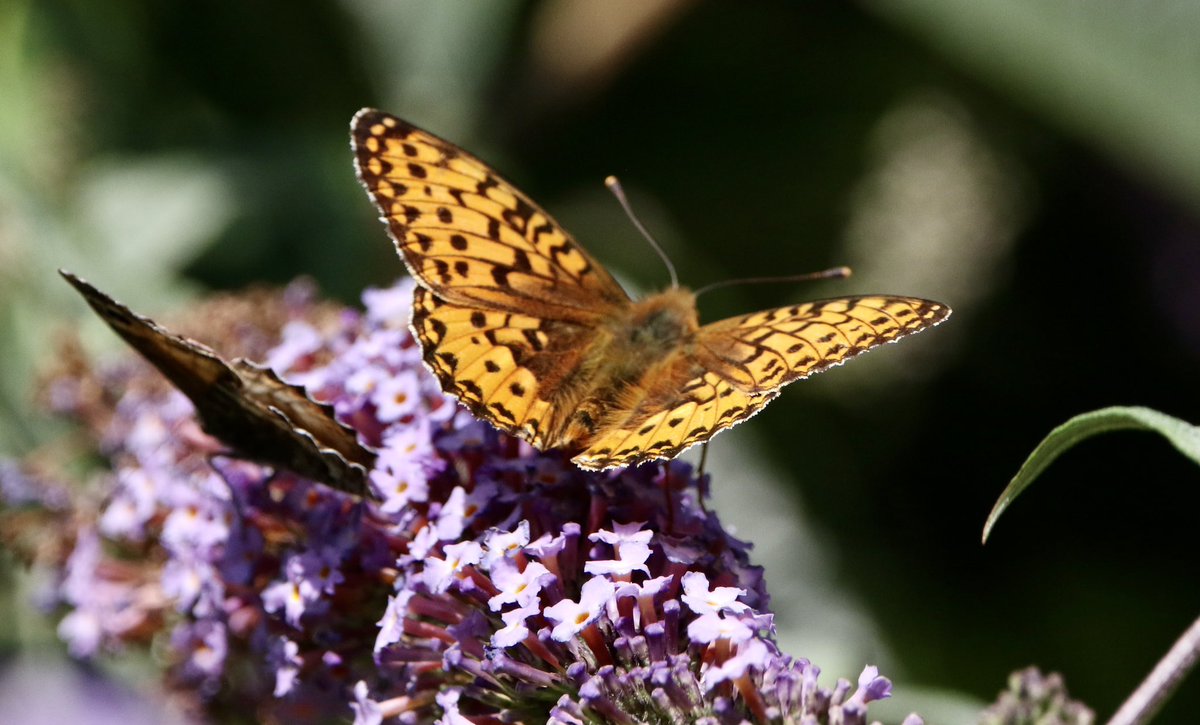 marcbuzzard's tweet image. 12 species of Butterfly came to a small stretch of Buddleja on the Great Orme yesterday. Several Grayling, Dark Green Fritillary and Brown Argus amongst the throngs of Common + Sikver Studded Blues, Gatekeepers, Red Admirals etc. Also some superb Humingbird Hawkmoths present☺️👍