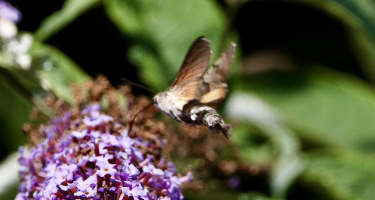 marcbuzzard's tweet image. 12 species of Butterfly came to a small stretch of Buddleja on the Great Orme yesterday. Several Grayling, Dark Green Fritillary and Brown Argus amongst the throngs of Common + Sikver Studded Blues, Gatekeepers, Red Admirals etc. Also some superb Humingbird Hawkmoths present☺️👍