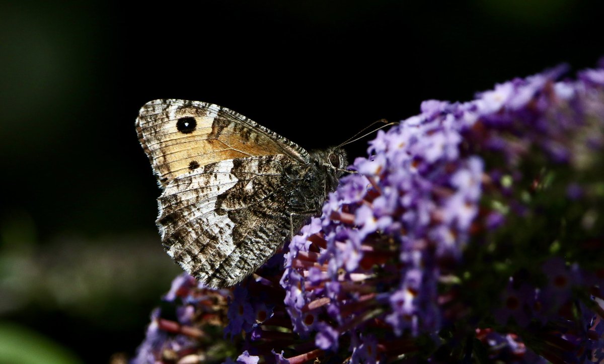 marcbuzzard's tweet image. 12 species of Butterfly came to a small stretch of Buddleja on the Great Orme yesterday. Several Grayling, Dark Green Fritillary and Brown Argus amongst the throngs of Common + Sikver Studded Blues, Gatekeepers, Red Admirals etc. Also some superb Humingbird Hawkmoths present☺️👍