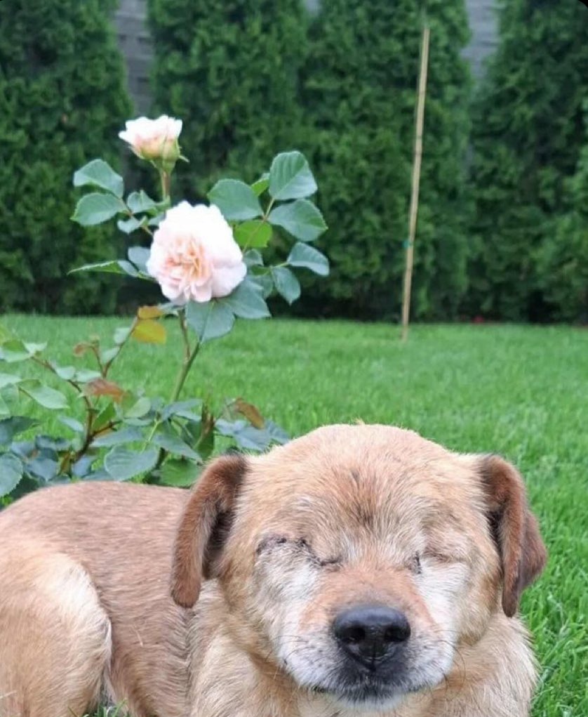 Papaweryna_'s tweet image. Borys. 
Tak się nazywa. I tak właśnie wygląda ból, którego nie da się zapomnieć.
Bez oczu. Z roztrzaskaną przeszłością, którą ktoś potraktował jak śmieci. Porzucony, skatowany, skazany na śmierć w samotności.
Przeżył.
Bardzo chciał.

To nie jest psiak dla kogoś, kto chce ładnego…