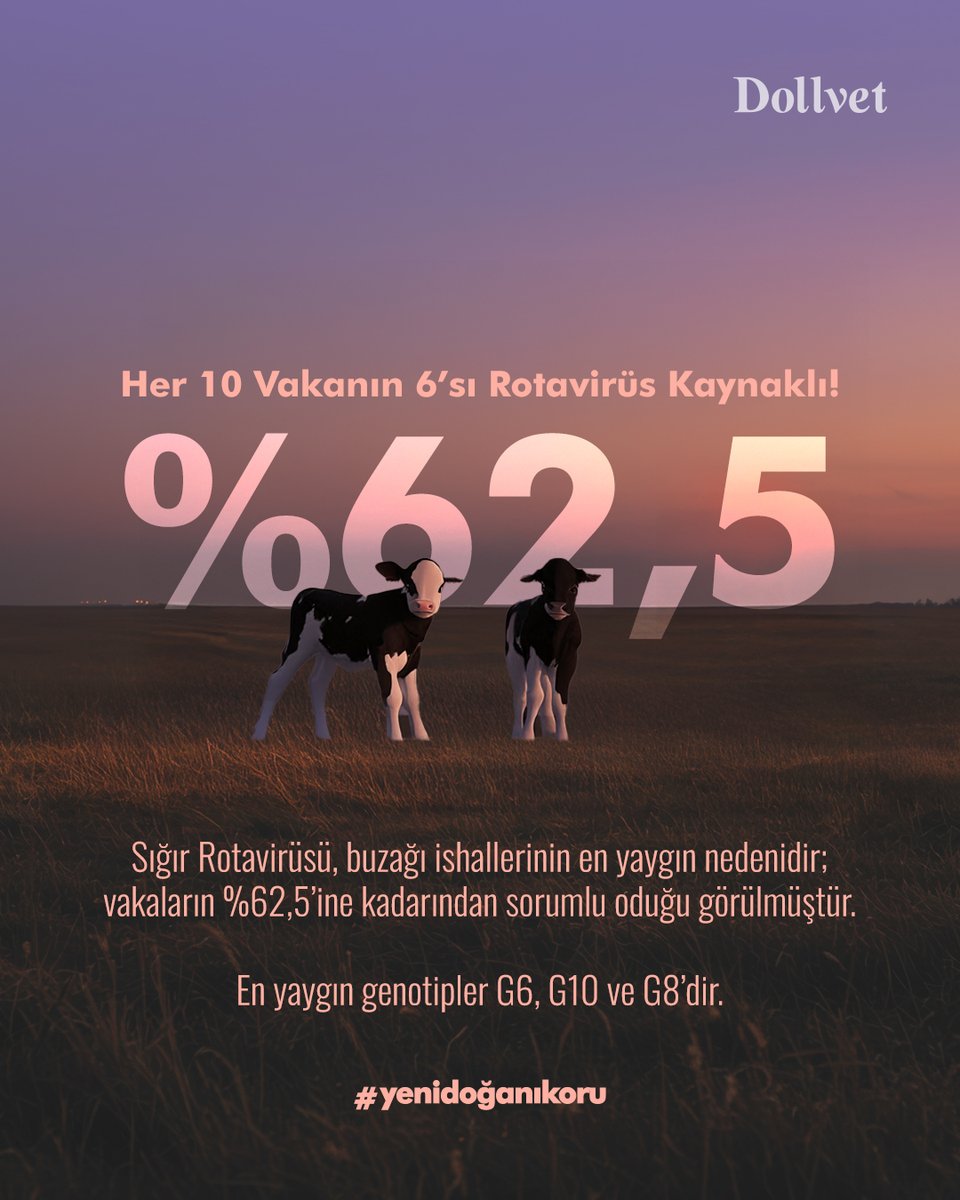 Buzağı ishallerinin en yaygın nedenleri: Rotavirus, Coronavirus ve E. coli.

Gebe düve ve ineklerin zamanında aşılanması, yavruya kolostrumla geçen pasif bağışıklığı güçlendirir.

Koruma, doğumdan önce başlar.

#yenidoğanıkoru #dollvet