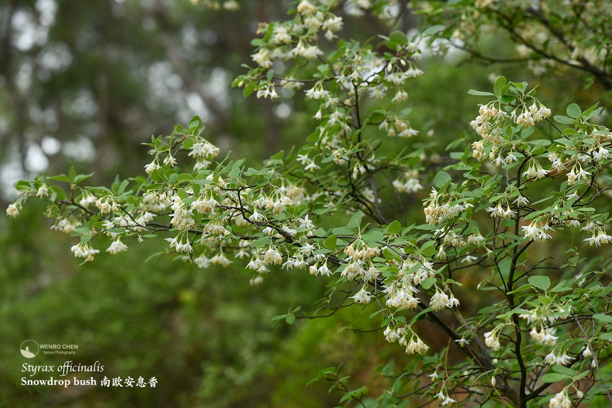 Wenbo77's tweet image. Snowdrop bush (Styrax officinalis). A pretty deciduous bush with fragrant flowers, native to southern Europe and the Middle East. This was in the mountains of Antalya, Turkey.
#floraofturkey #Styrax #土耳其植物 #南欧安息香
