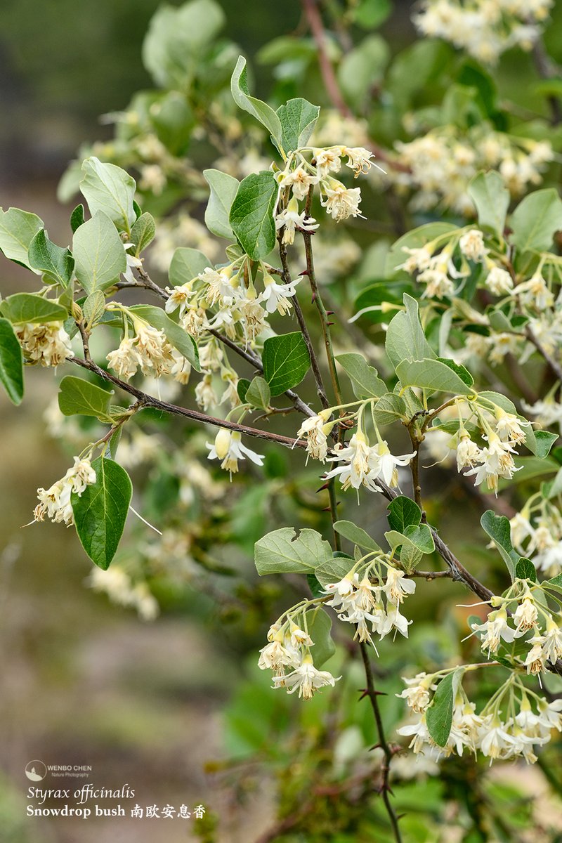 Wenbo77's tweet image. Snowdrop bush (Styrax officinalis). A pretty deciduous bush with fragrant flowers, native to southern Europe and the Middle East. This was in the mountains of Antalya, Turkey.
#floraofturkey #Styrax #土耳其植物 #南欧安息香