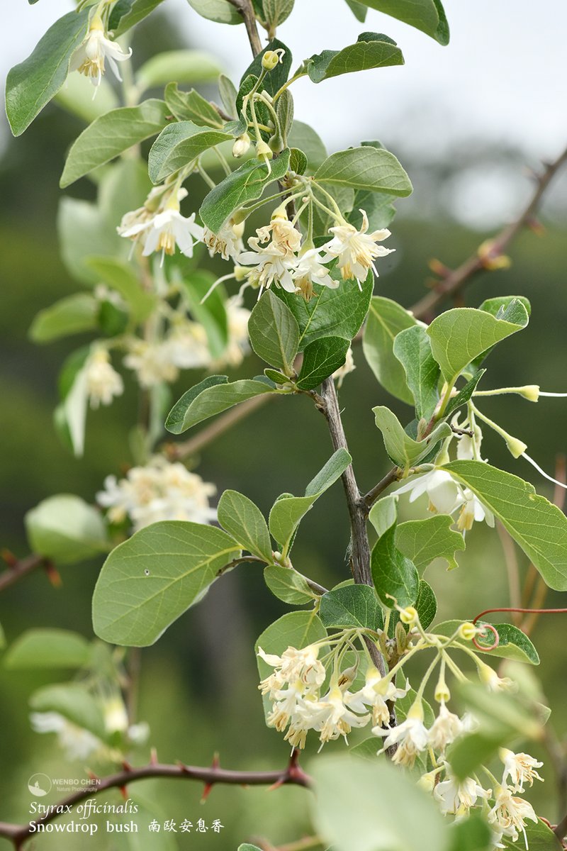 Wenbo77's tweet image. Snowdrop bush (Styrax officinalis). A pretty deciduous bush with fragrant flowers, native to southern Europe and the Middle East. This was in the mountains of Antalya, Turkey.
#floraofturkey #Styrax #土耳其植物 #南欧安息香