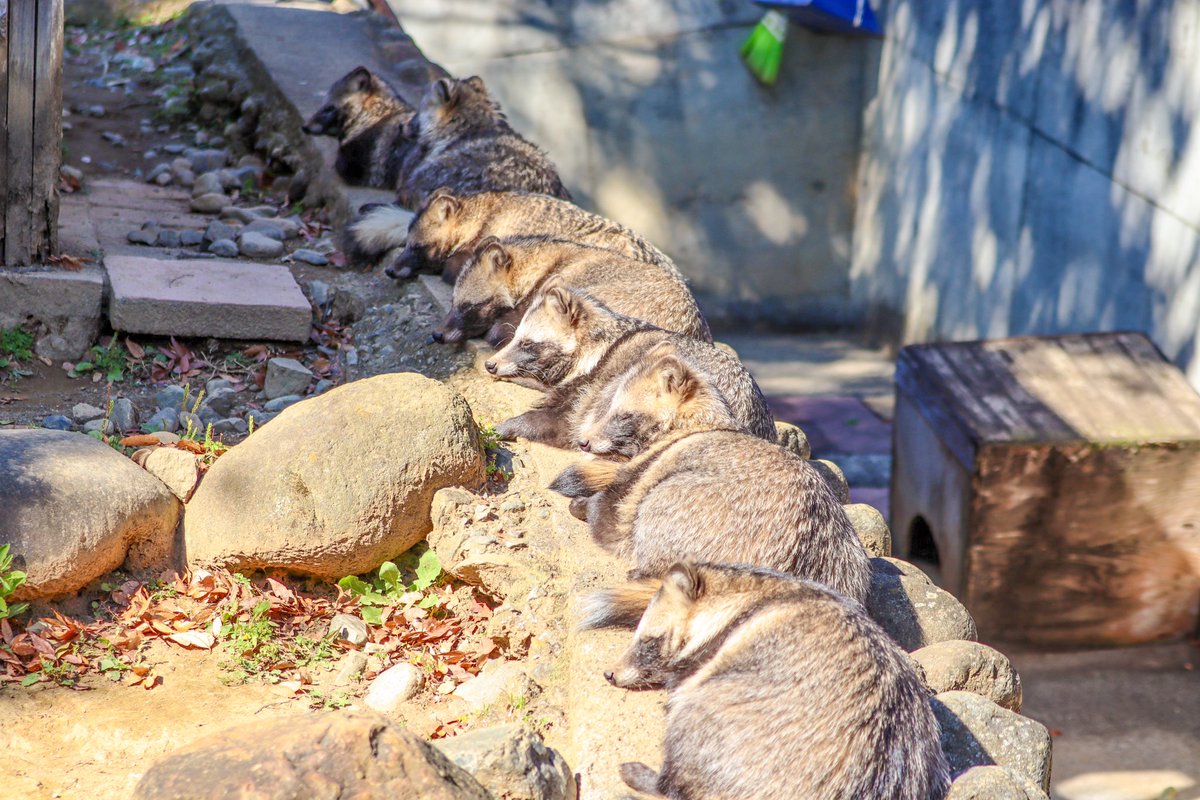 4qFly's tweet image. 7タヌいます